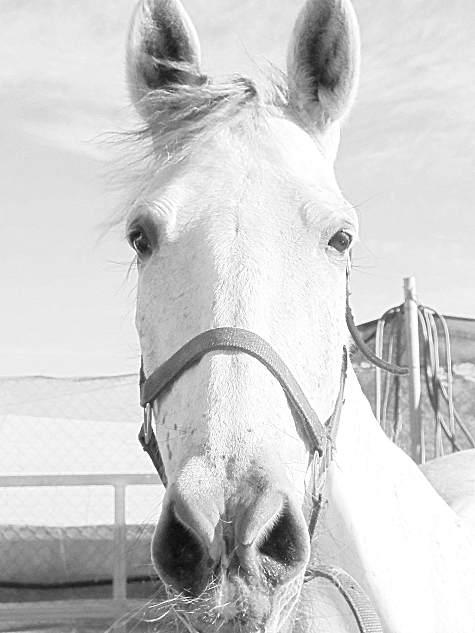 mare horse horse head free photo