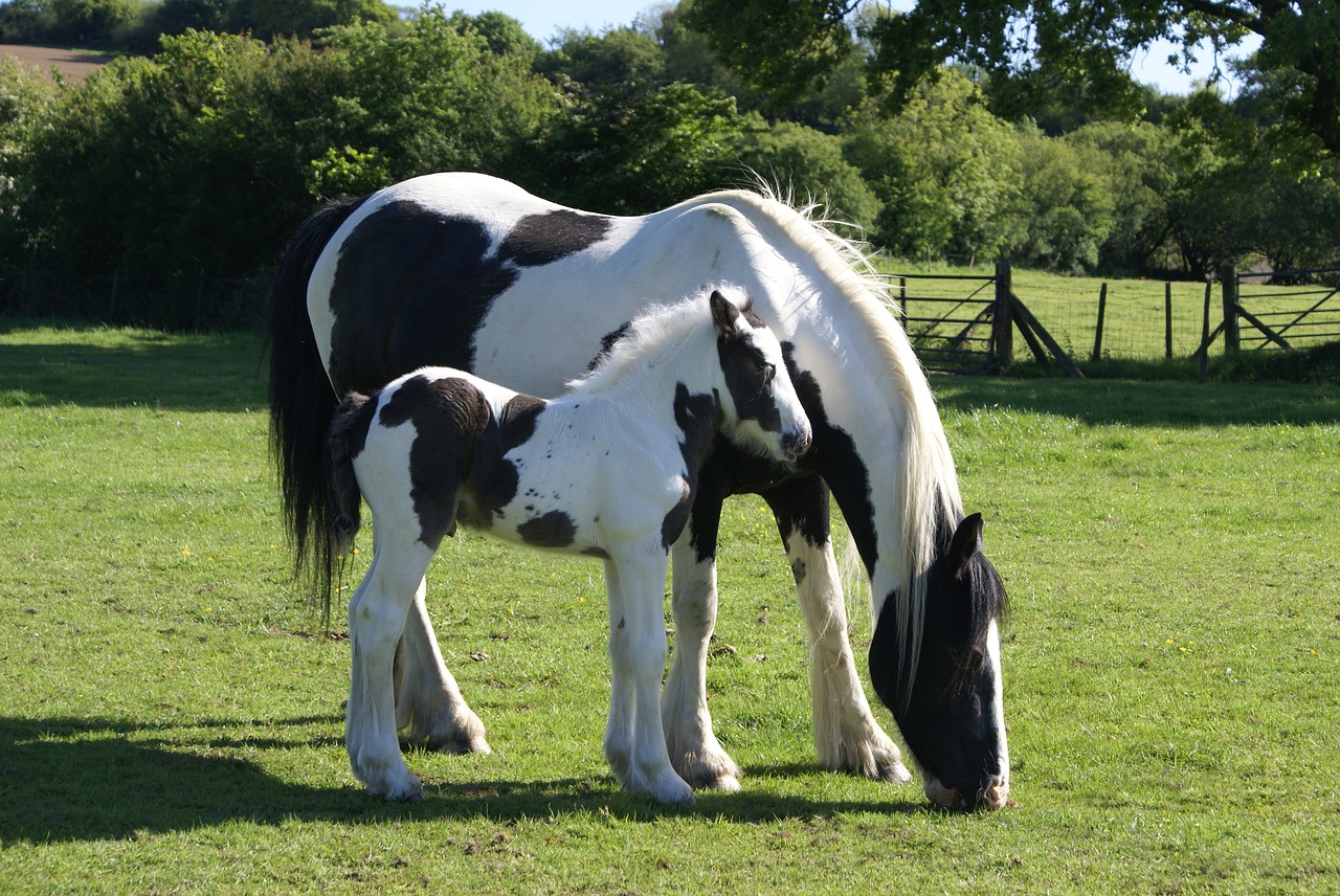 mare and foal foal piebald free photo