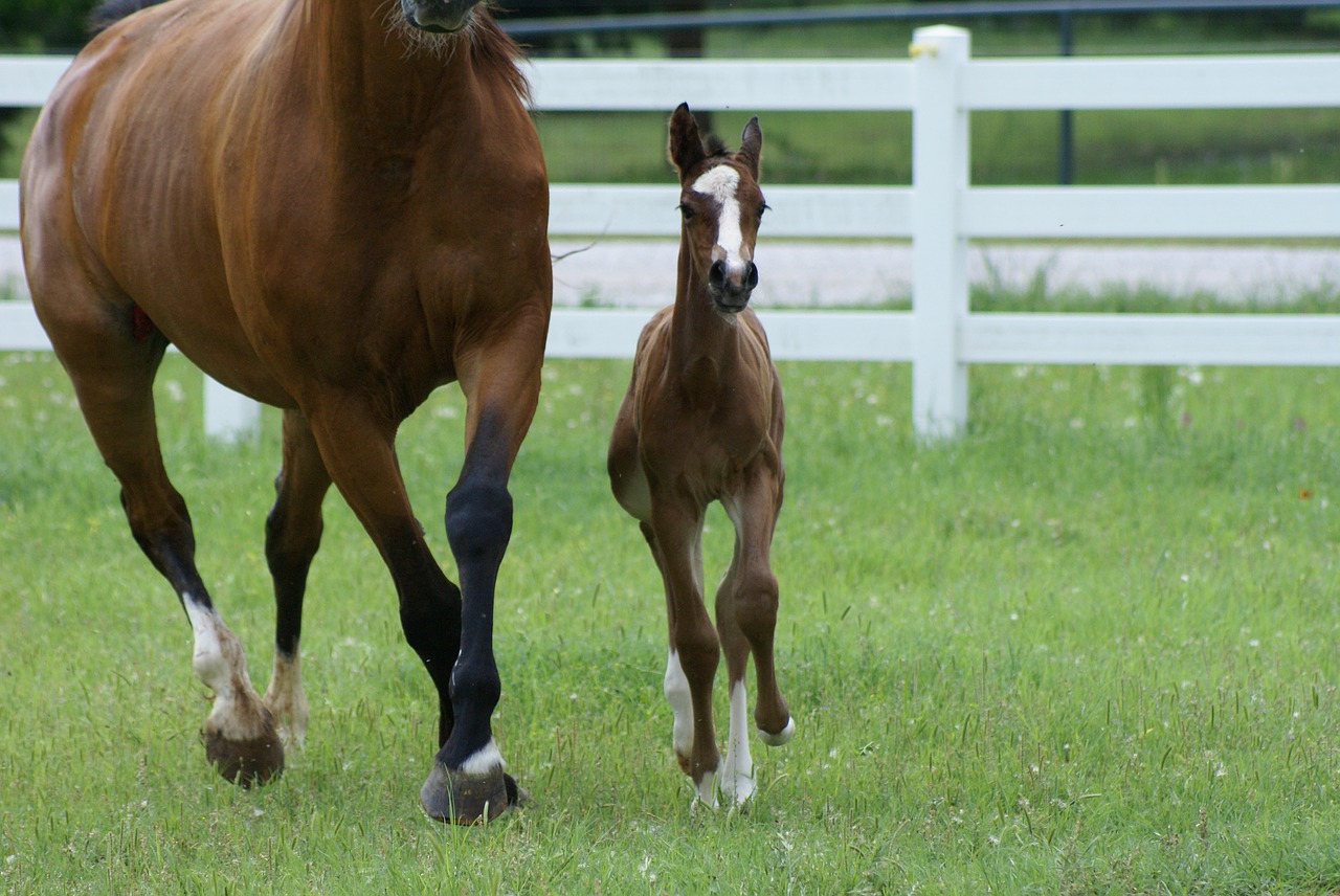 mare and foal mare foal free photo