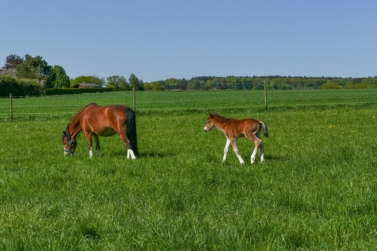 mare and foal  pony mare browsing  foal free photo
