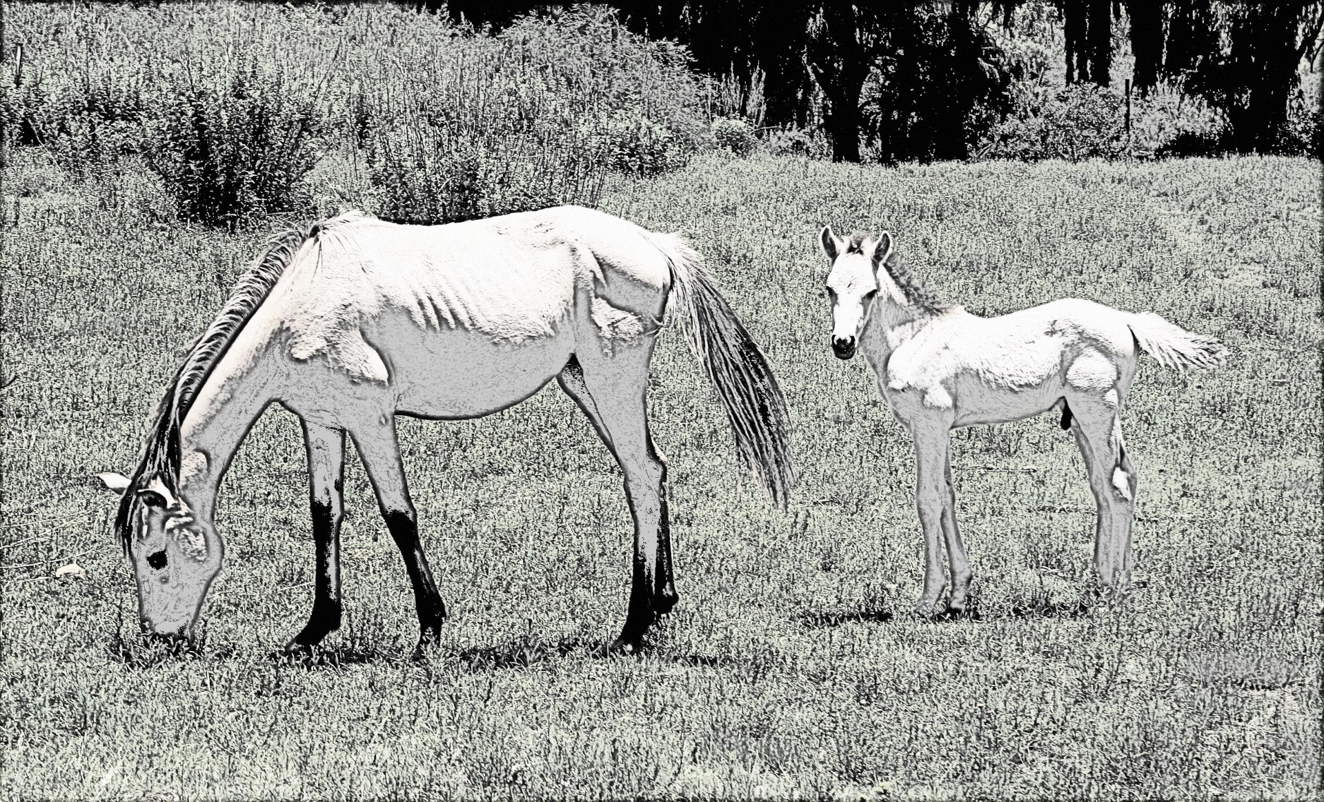 horses field line drawing free photo