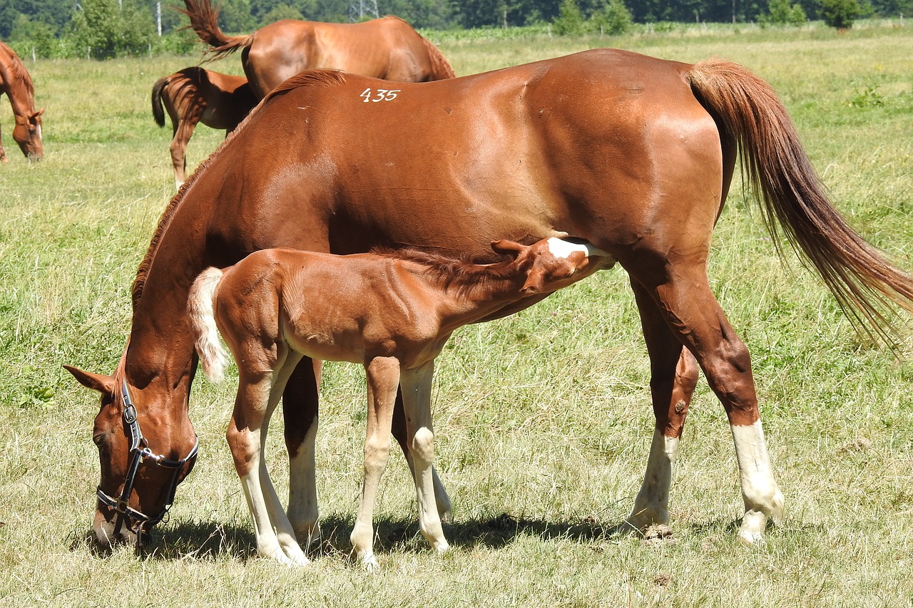 mare with źrebakiem  mammal  feeding free photo