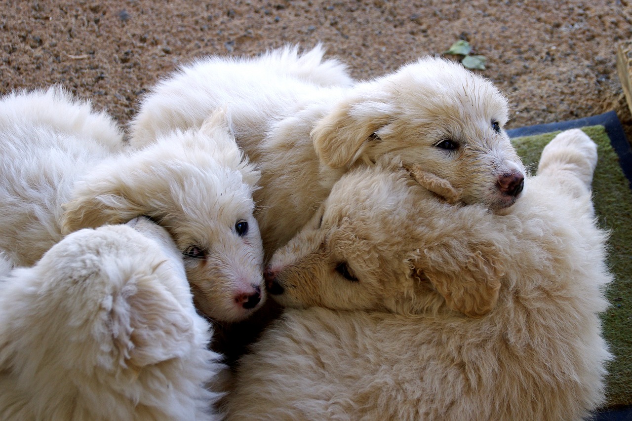 maremmano sheepdog maremma free photo