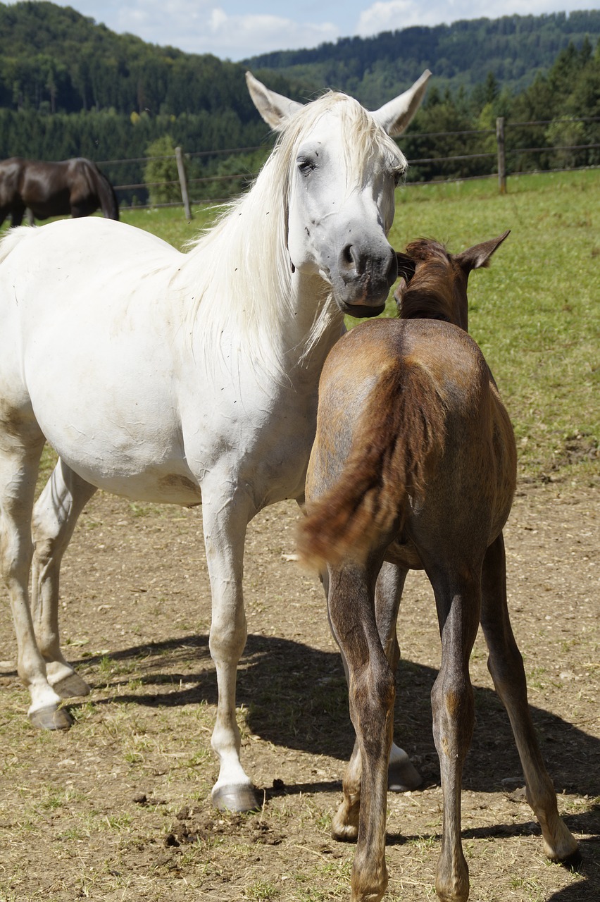 mares foal arabs free photo