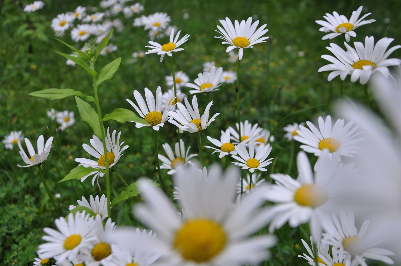 marga renon  large daisies  flower free photo