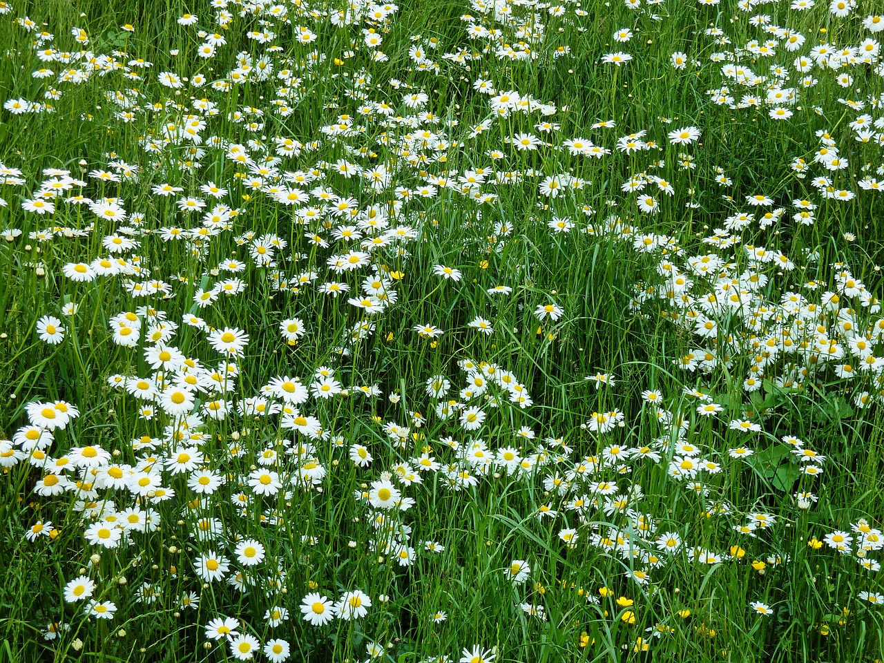 marga rites meadow daisy meadow free photo