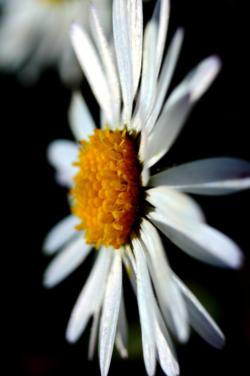 margaret flower nature free photo