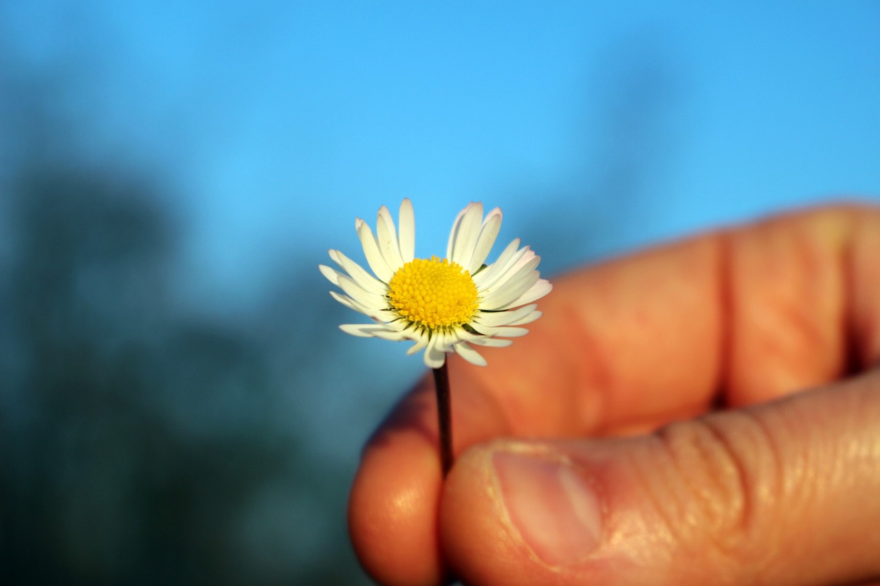 margaret loves me or loves me not hand holding out a flower free photo