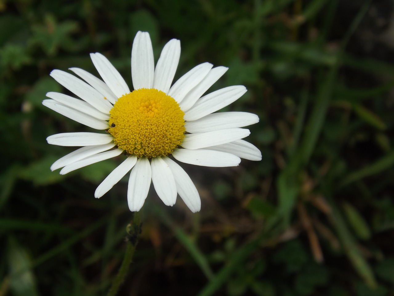 margaret flower nature free photo