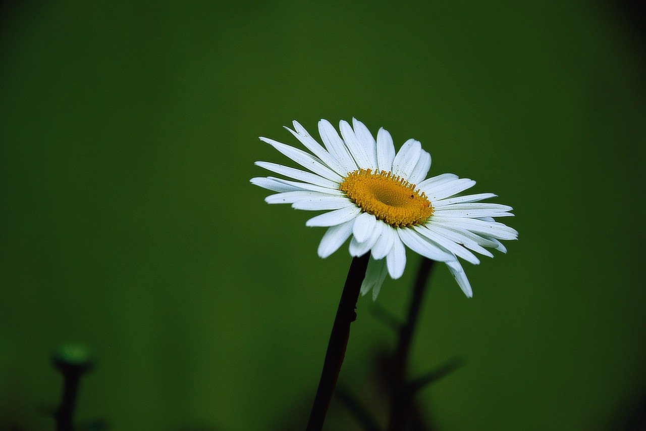 margaret summer flower free photo