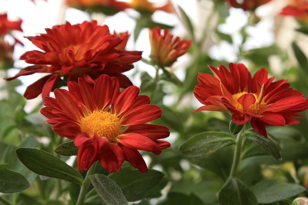 margaret red daisy flowers free photo