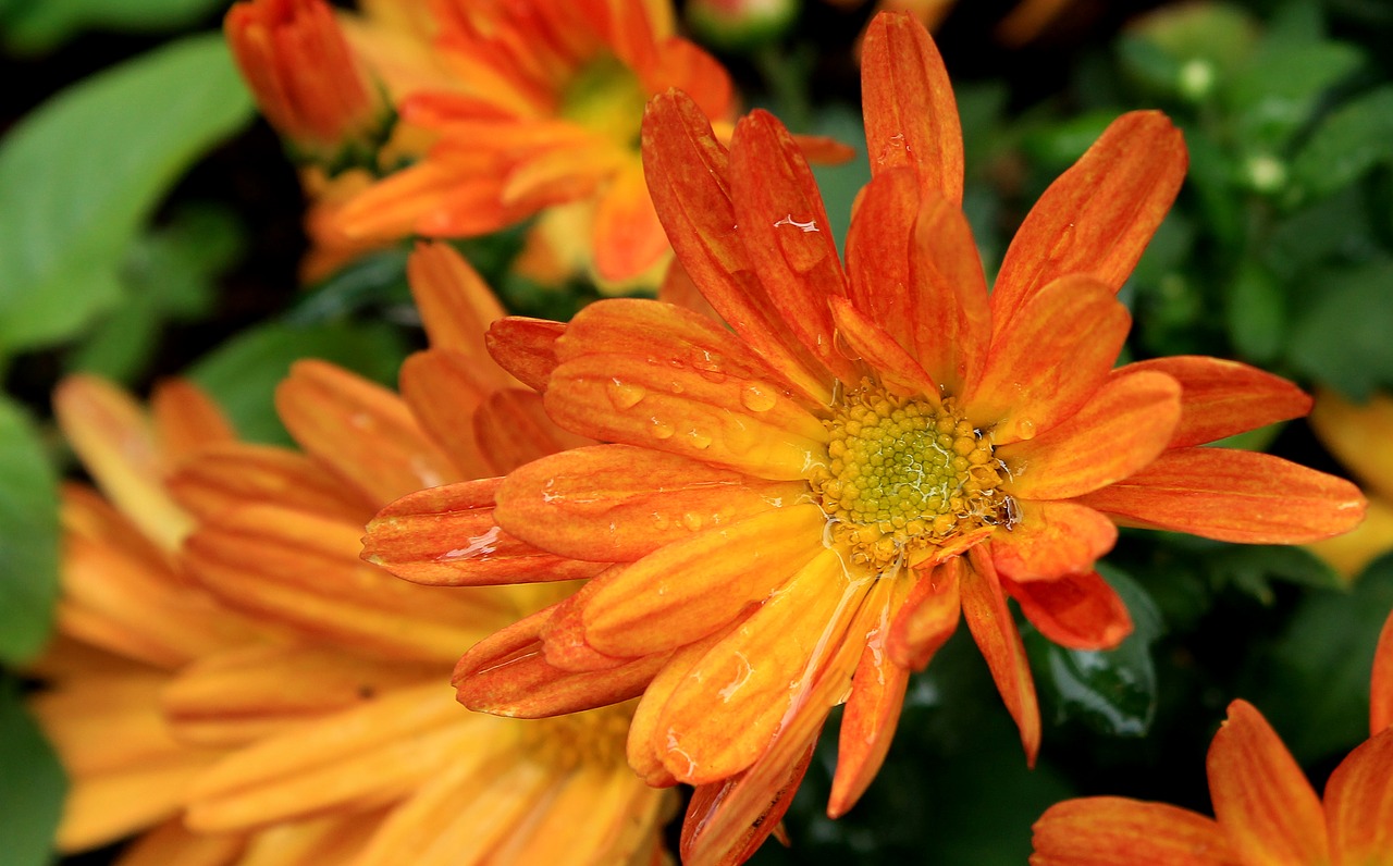 margaret orange daisy flower free photo