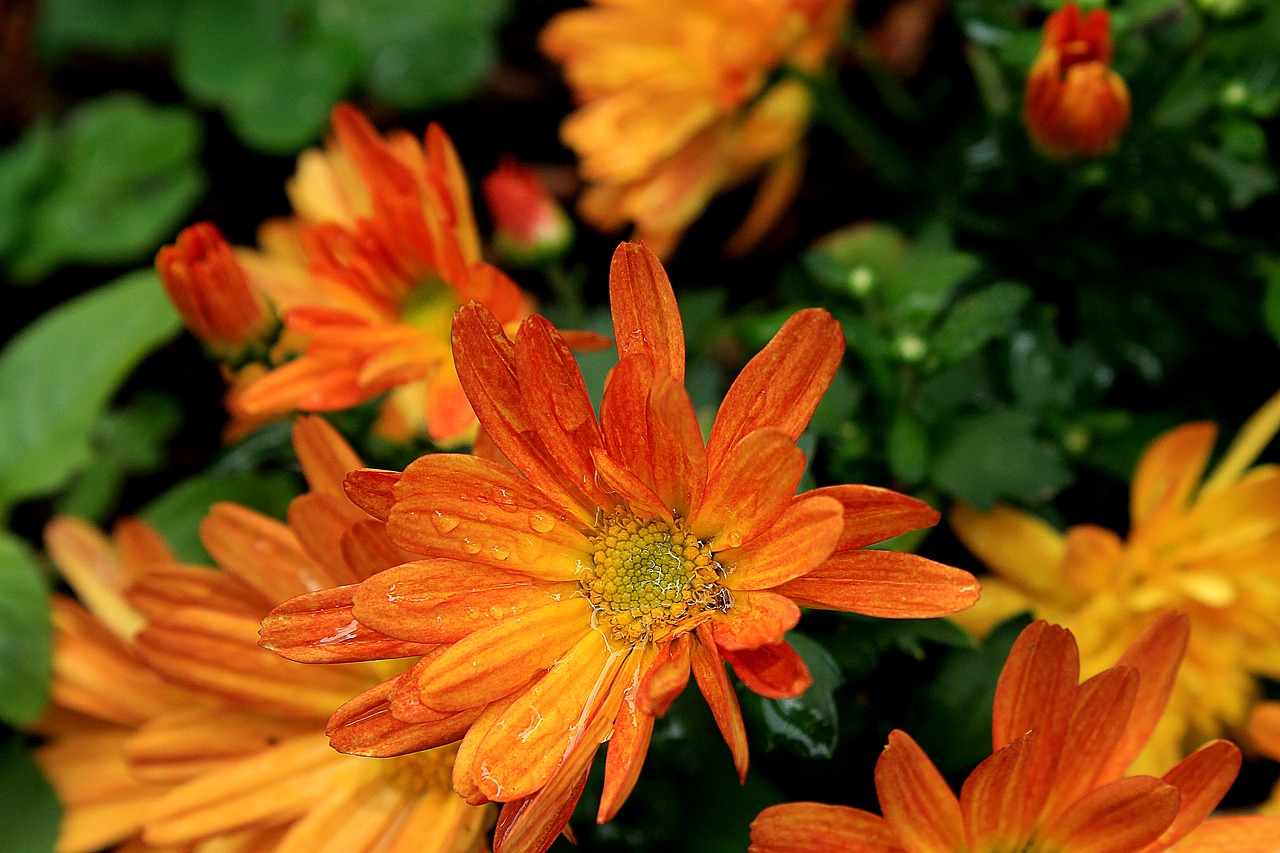 margaret orange daisy flower free photo