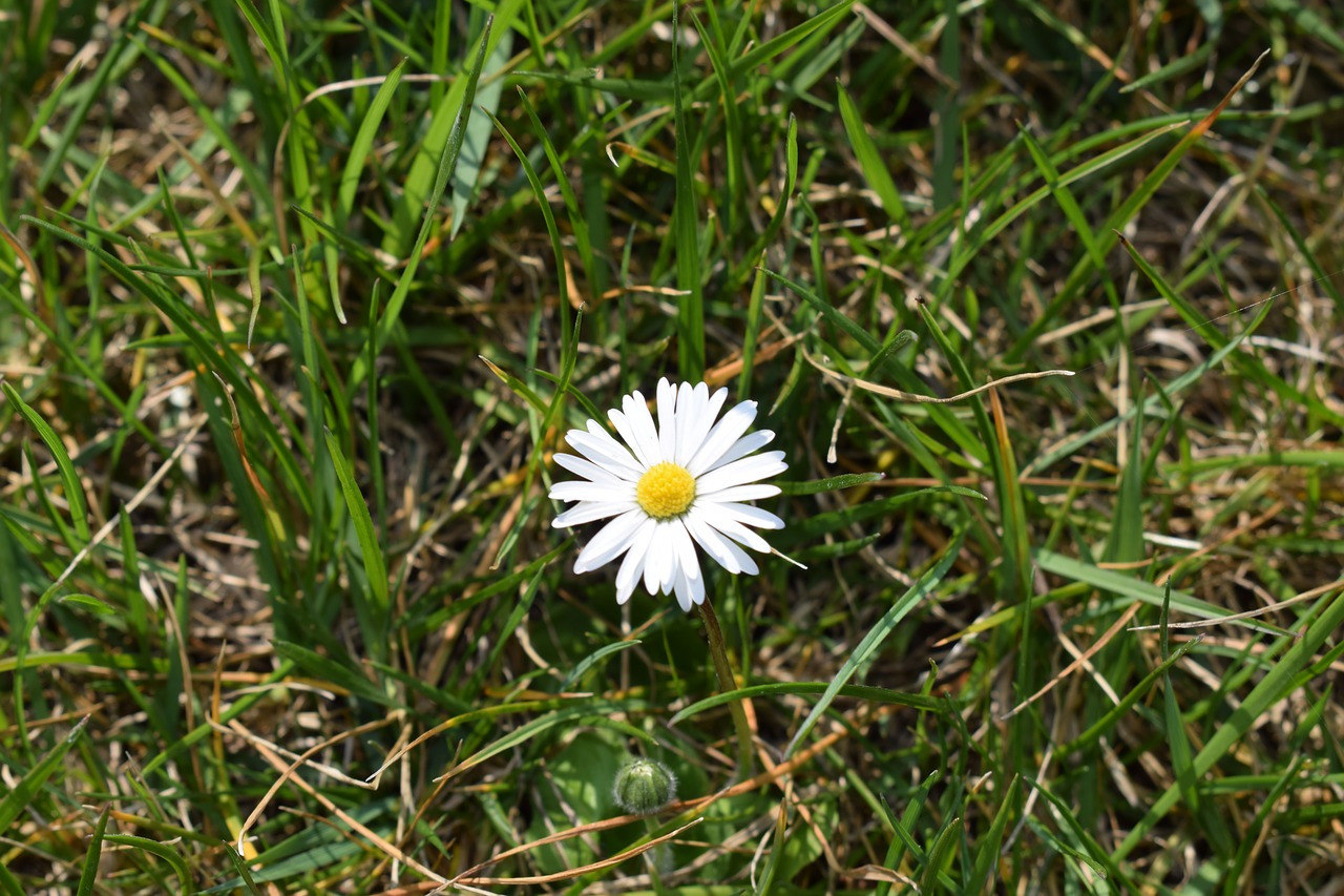 margaret flower white flower free photo