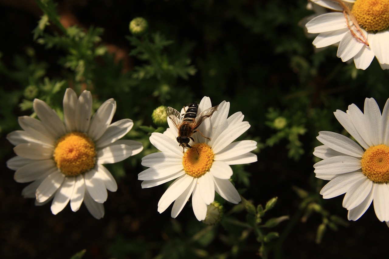 margaret  bee  flowers free photo