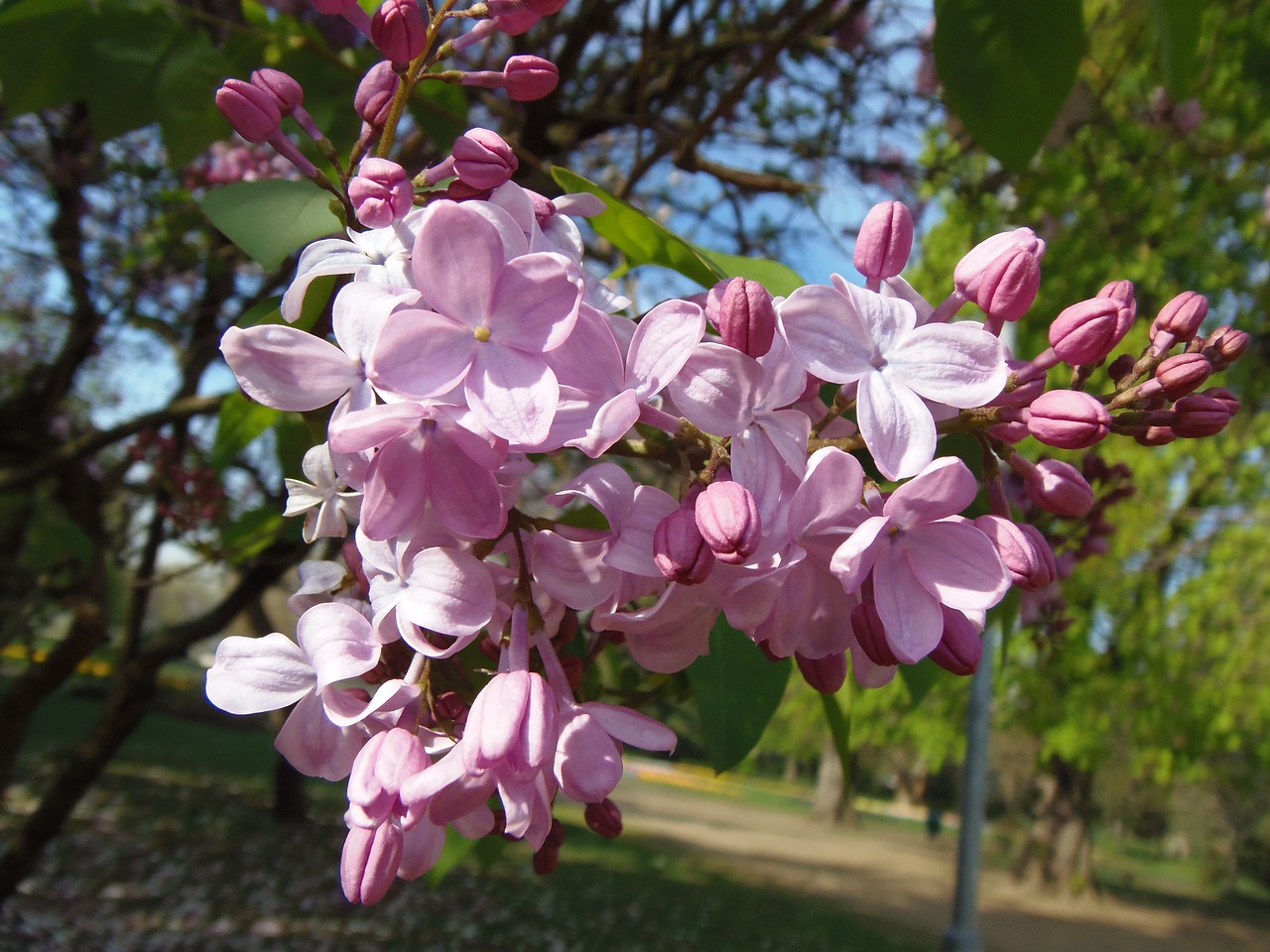 margaret island spring nature free photo