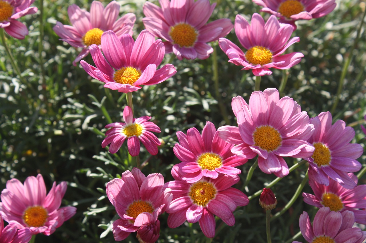 margaretha flower pink free photo