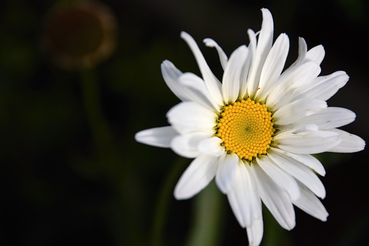 margarétka  flower  nature free photo