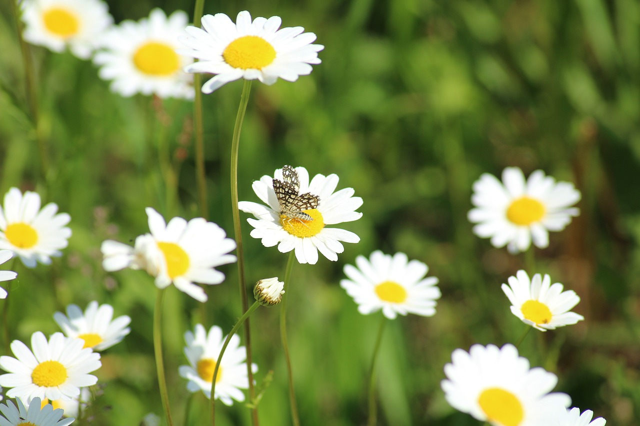 margaretki  daisies  flowers free photo