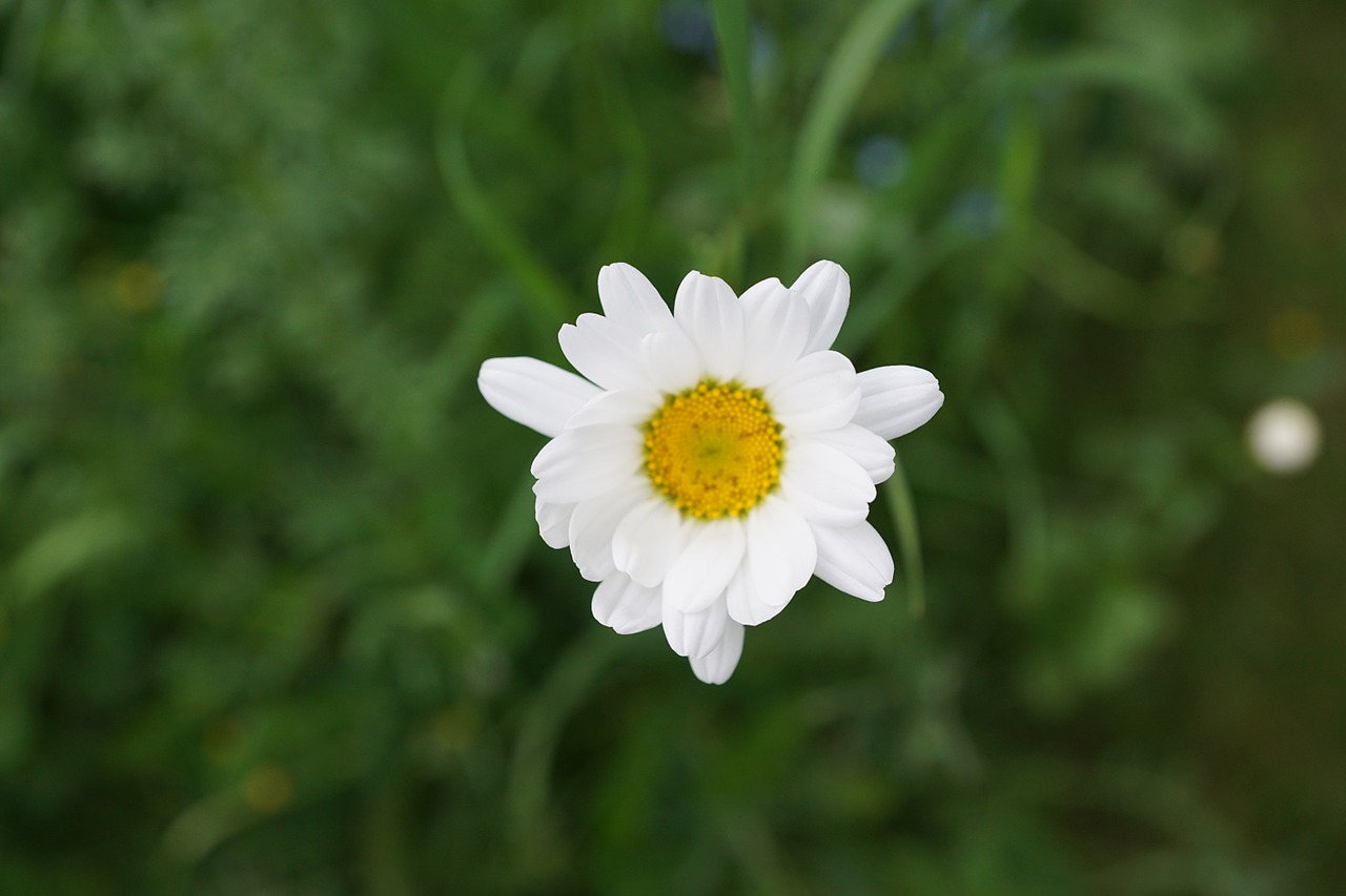 margarita flower white free photo