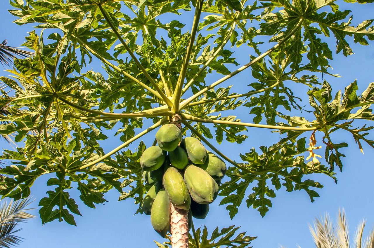 margarita island papaya tree free photo