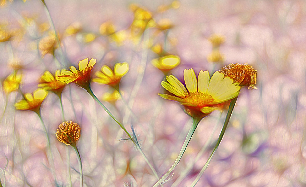 margaritas  wild flowers  yellow daisies free photo