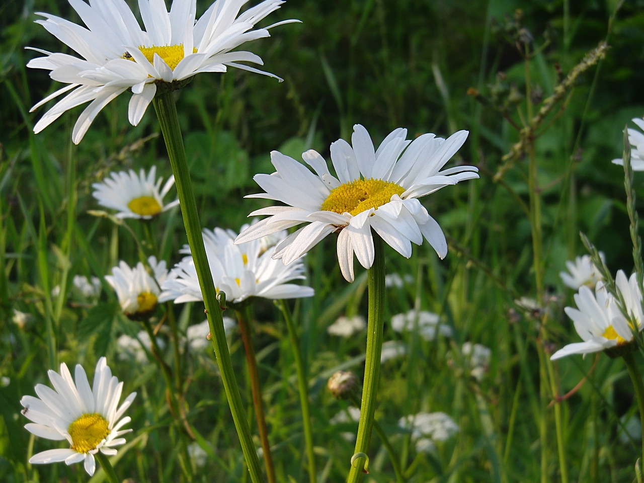 margarite meadow flower free photo