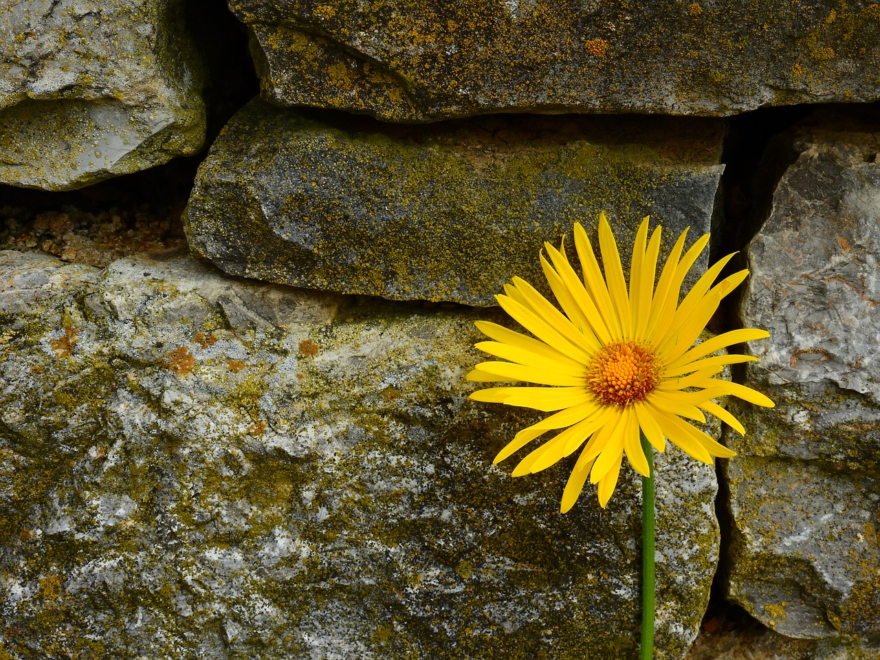 margarite flower blossom free photo