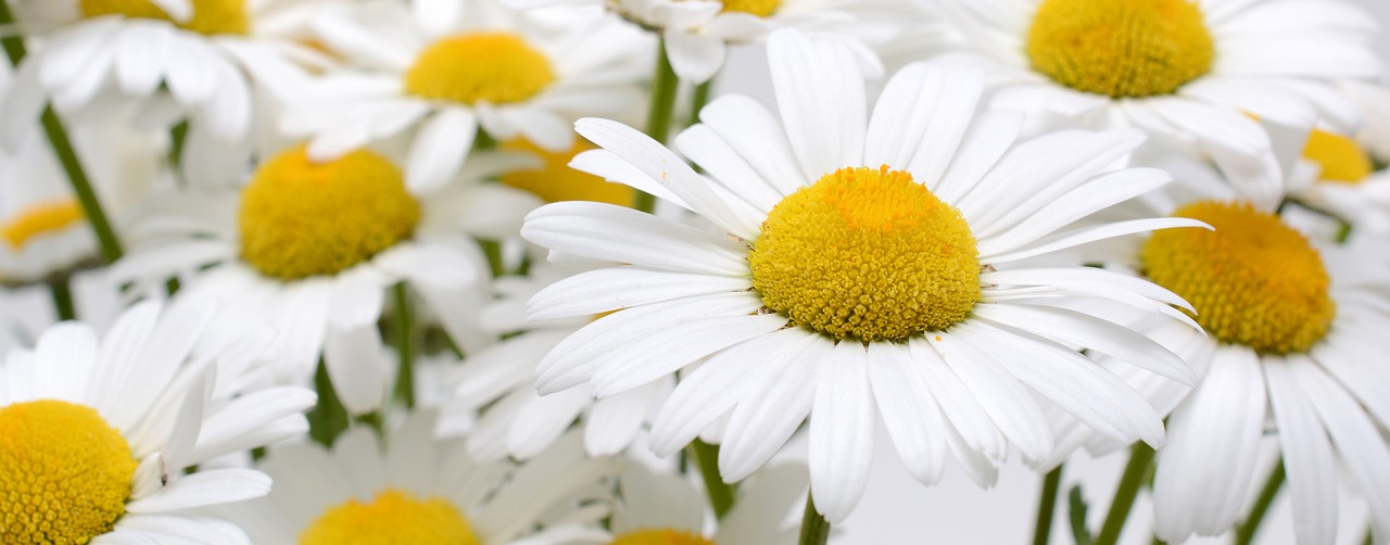 margarite  blossom  bloom free photo