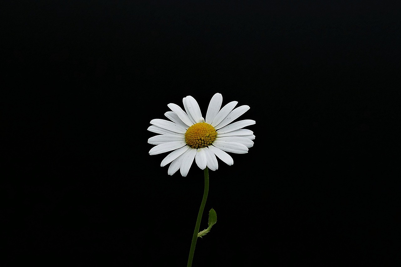margarite  closeup  flower free photo