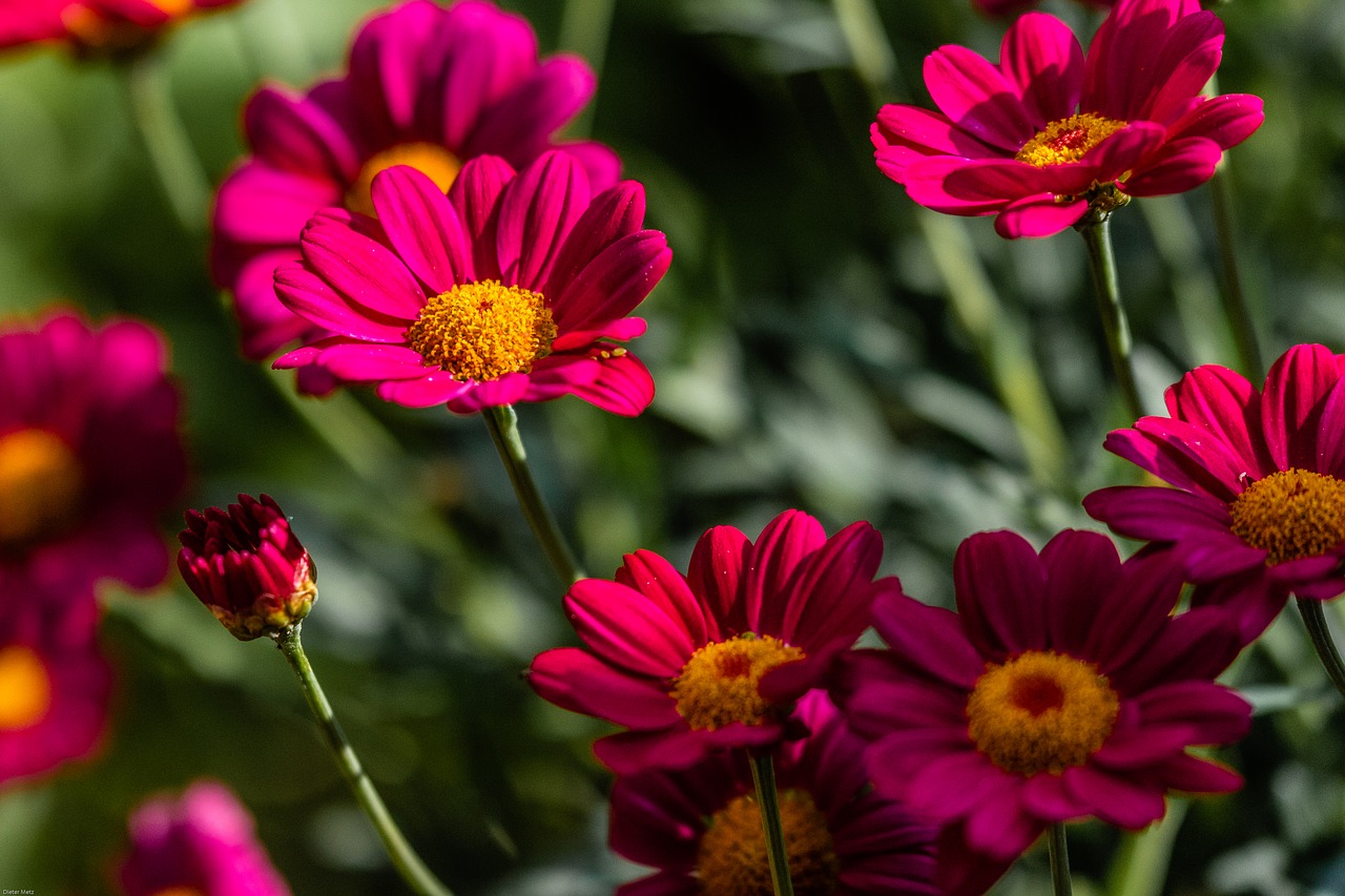 margarite  flower  red free photo