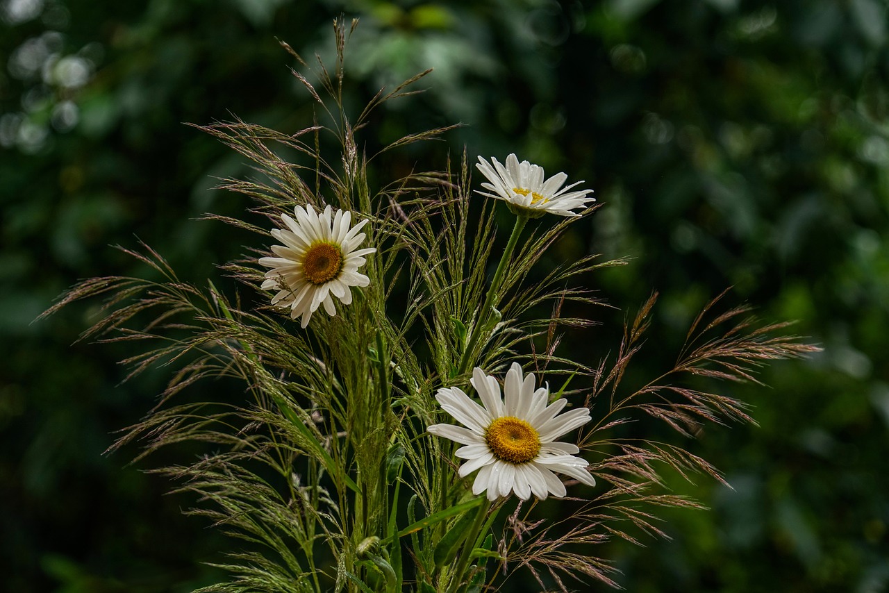 margarite  grasses  flower free photo