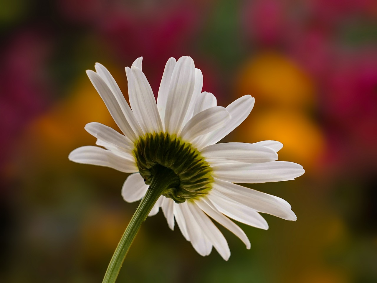 margarite  flower garden  bokeh free photo