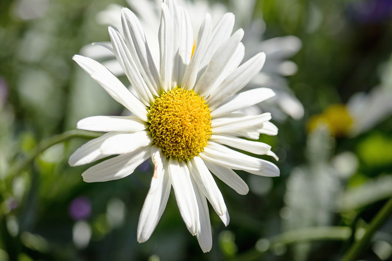 margarite  flower  blossom free photo