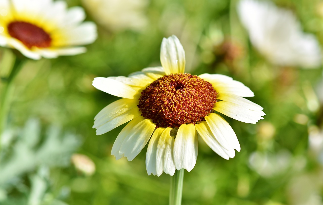 margarite  flower  blossom free photo