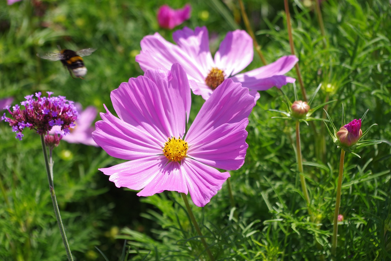 margarite  purple  hummel free photo