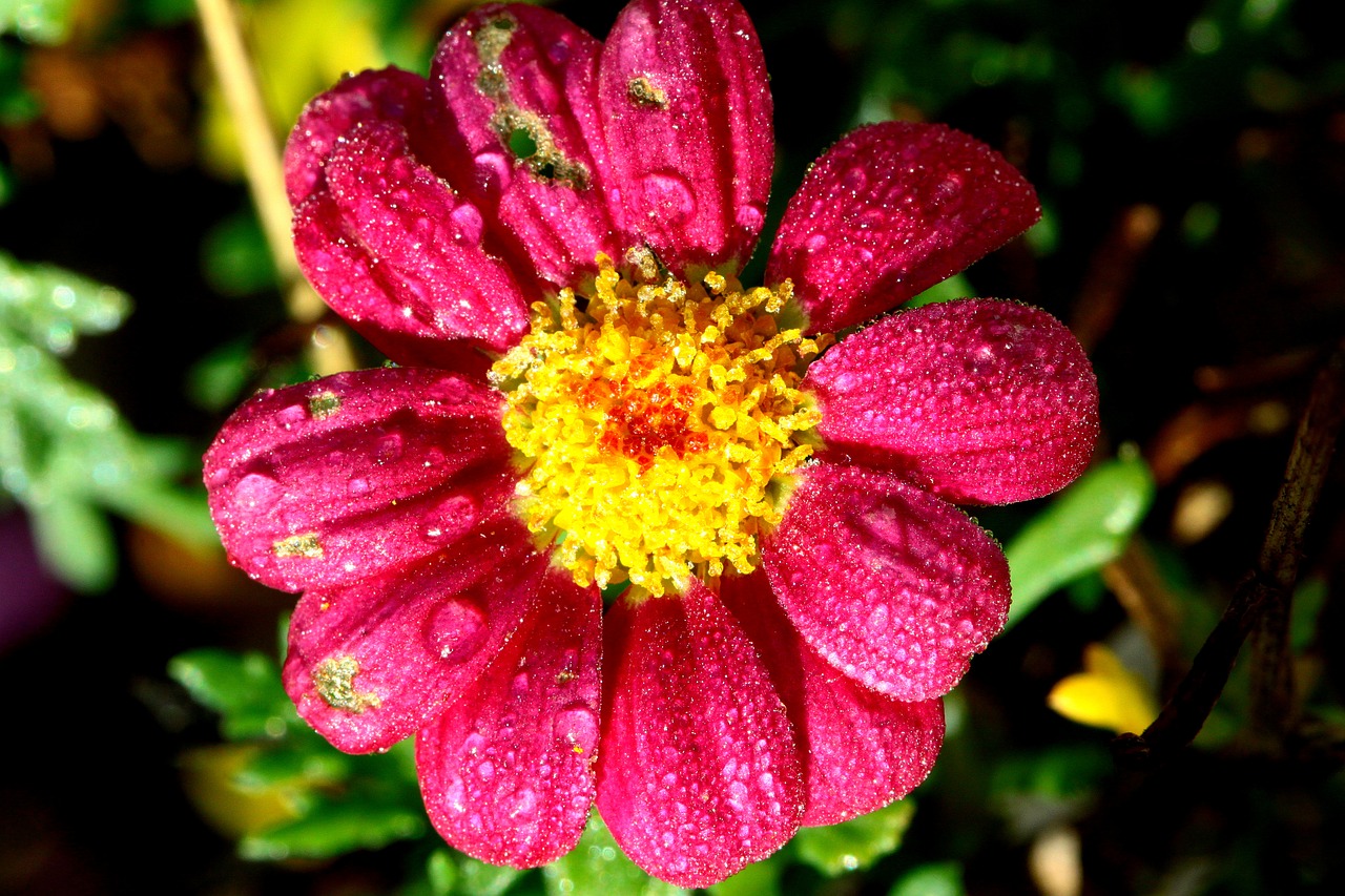 margarite  flower  pink free photo