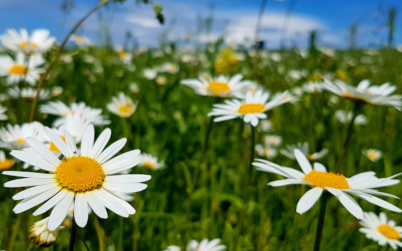 margarite  meadow  daisies free photo
