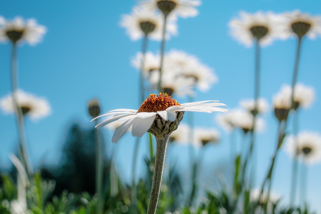 margarite  blossom  bloom free photo