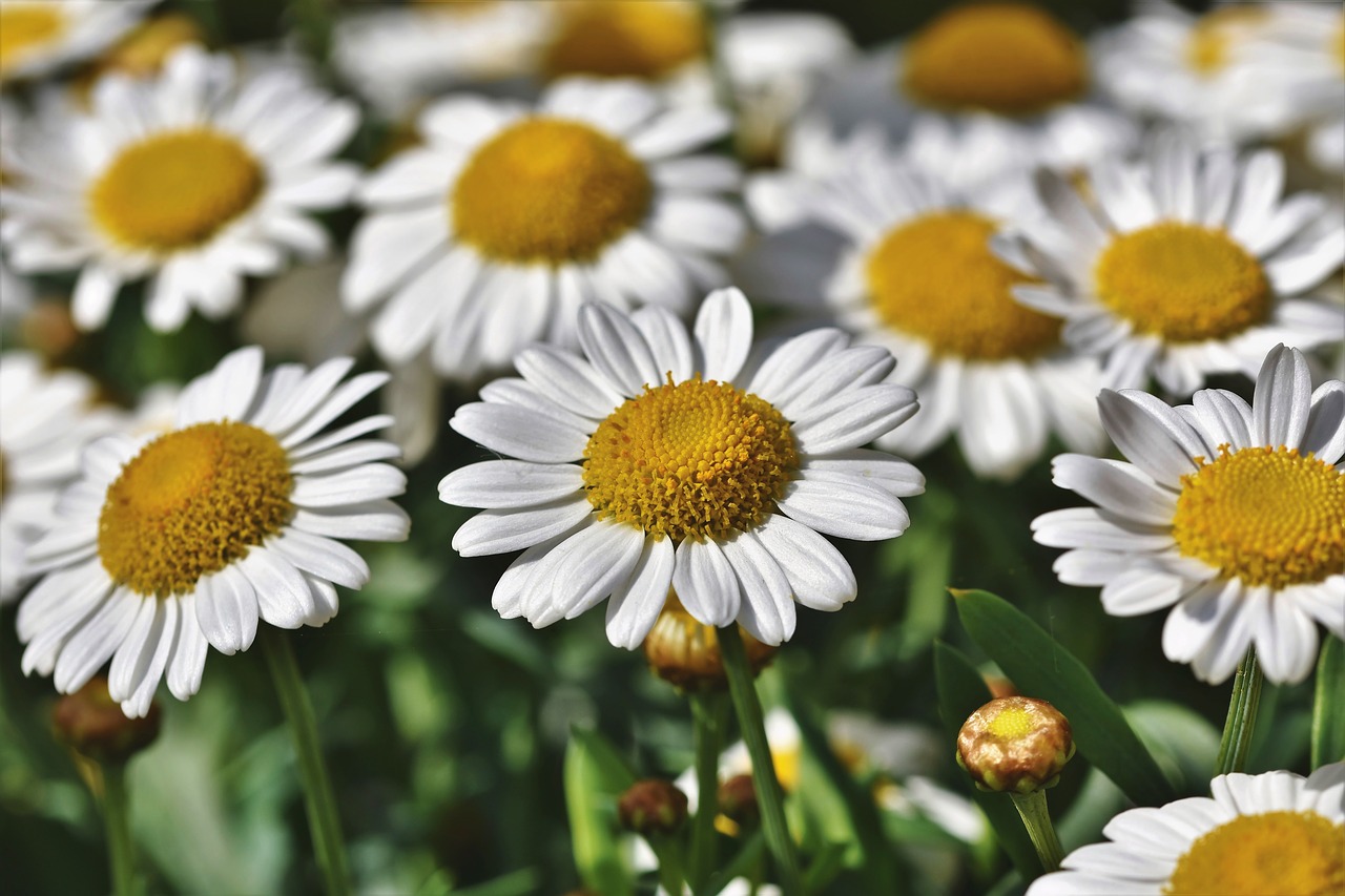 margarite  flower  blossom free photo