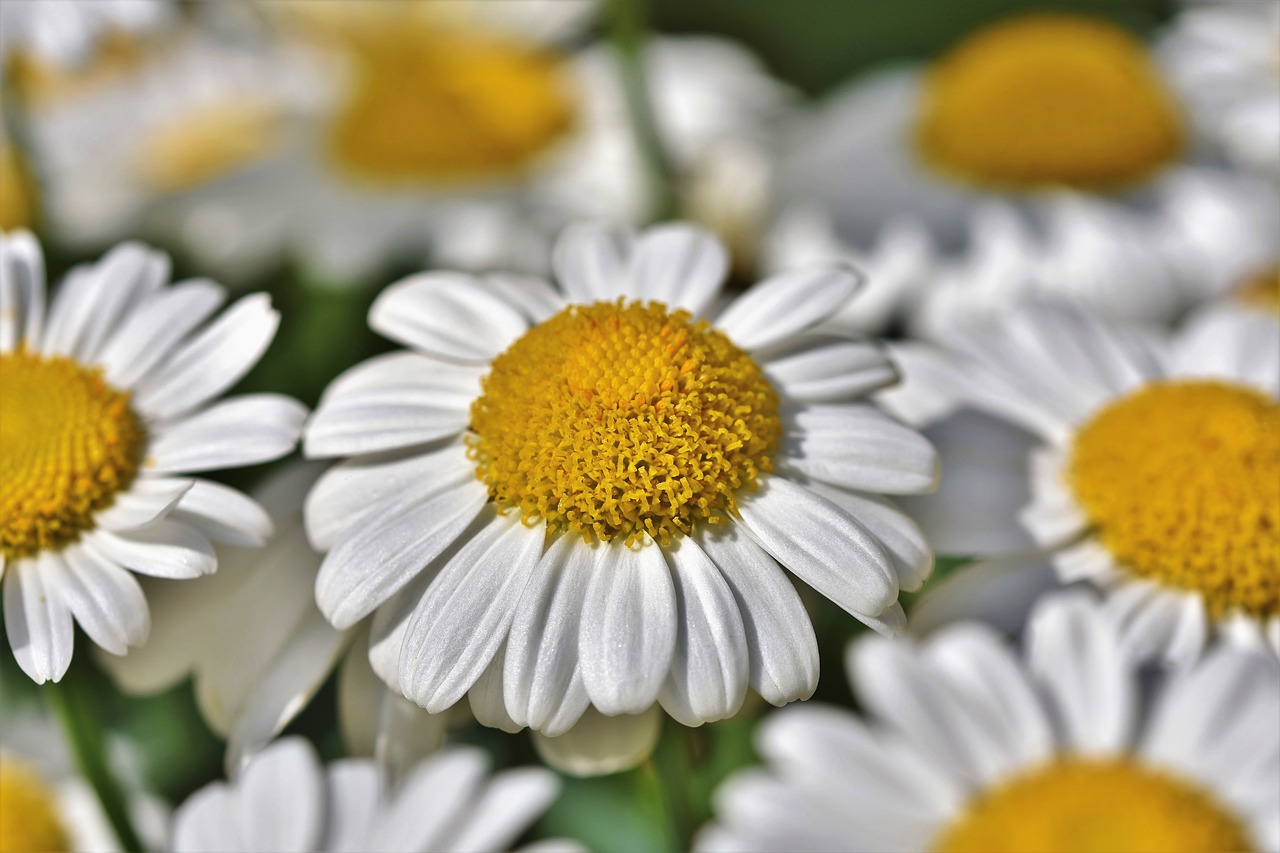 margarite  flower  blossom free photo