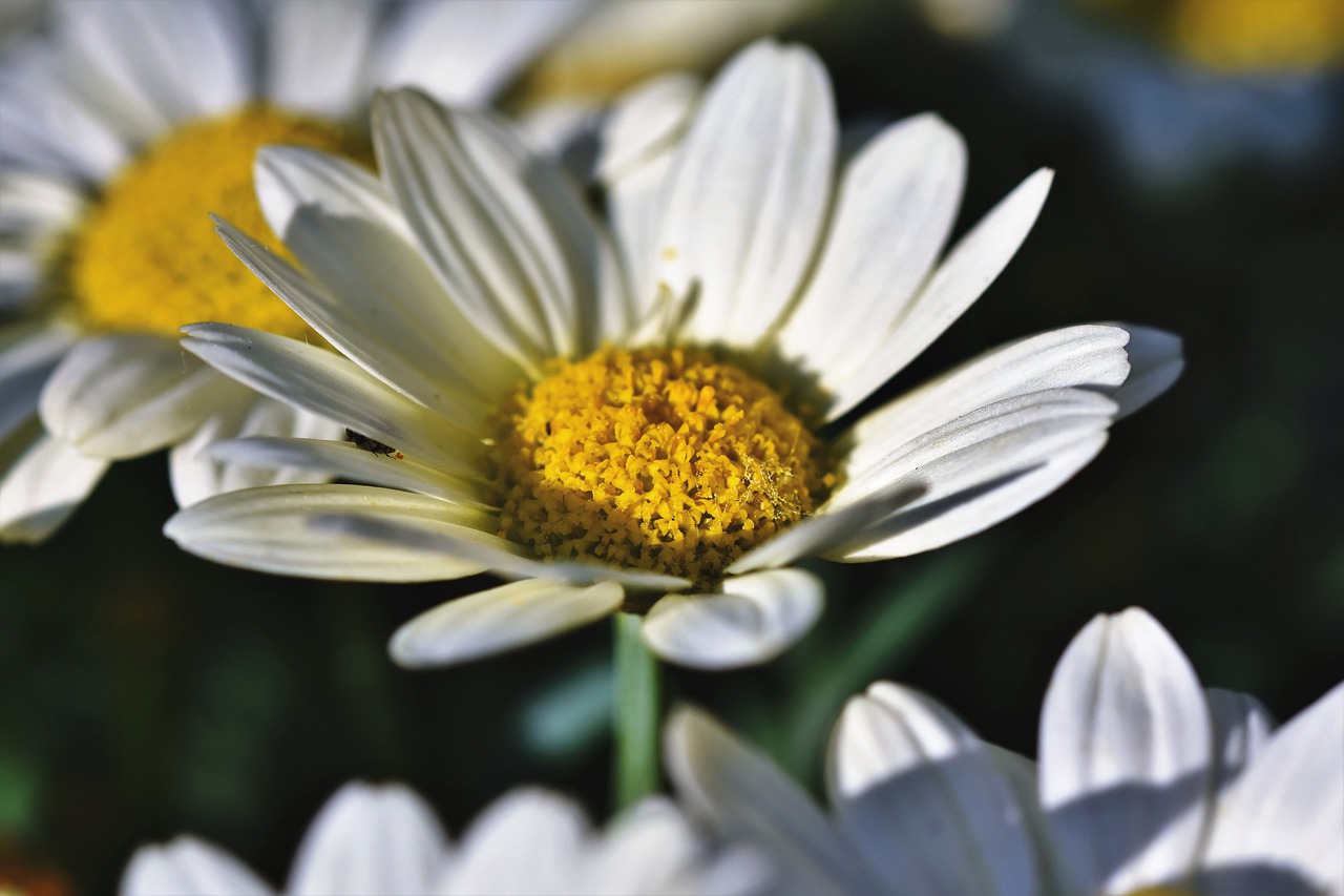 margarite  flower  blossom free photo