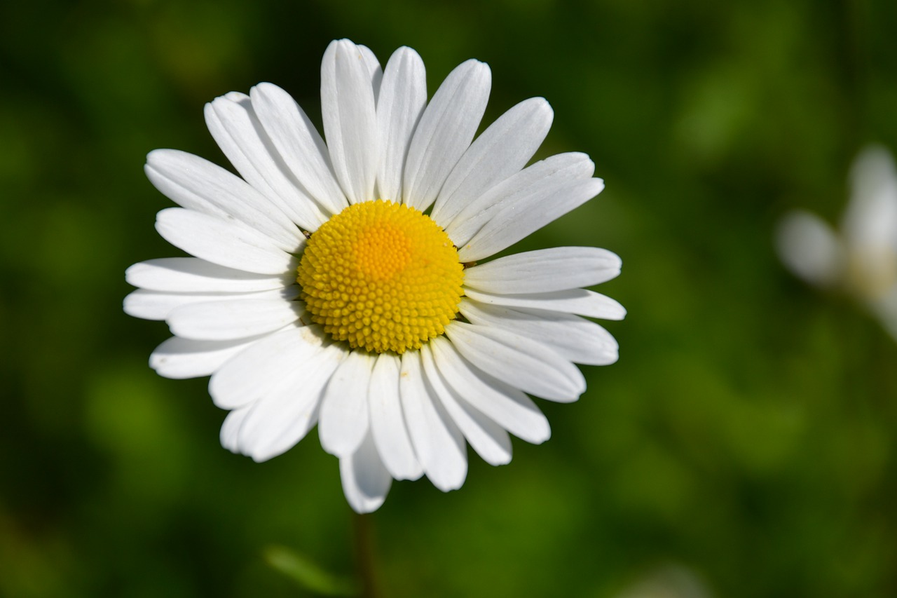 margarite  white  bloom free photo