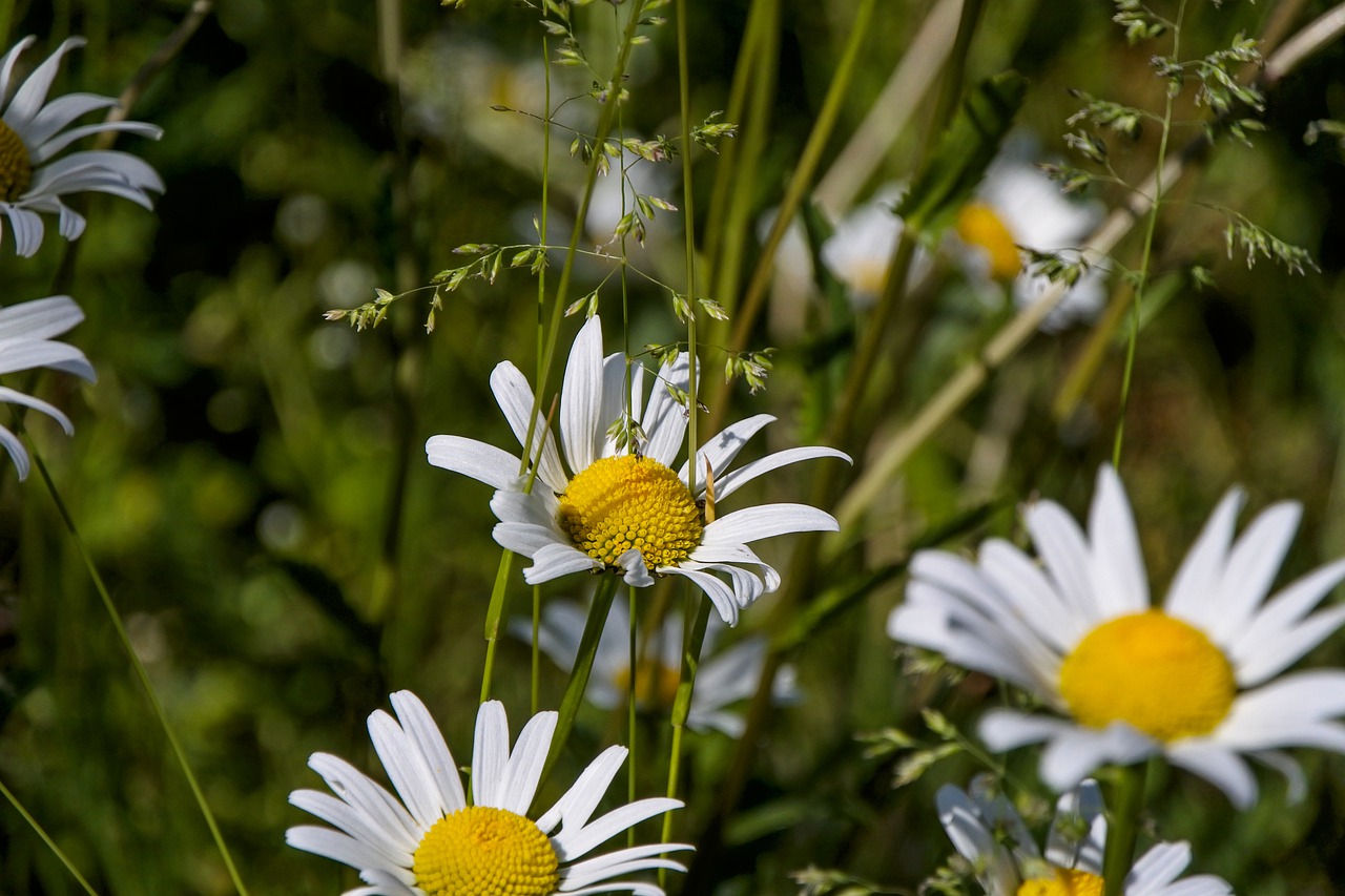 margarite  white  nature free photo