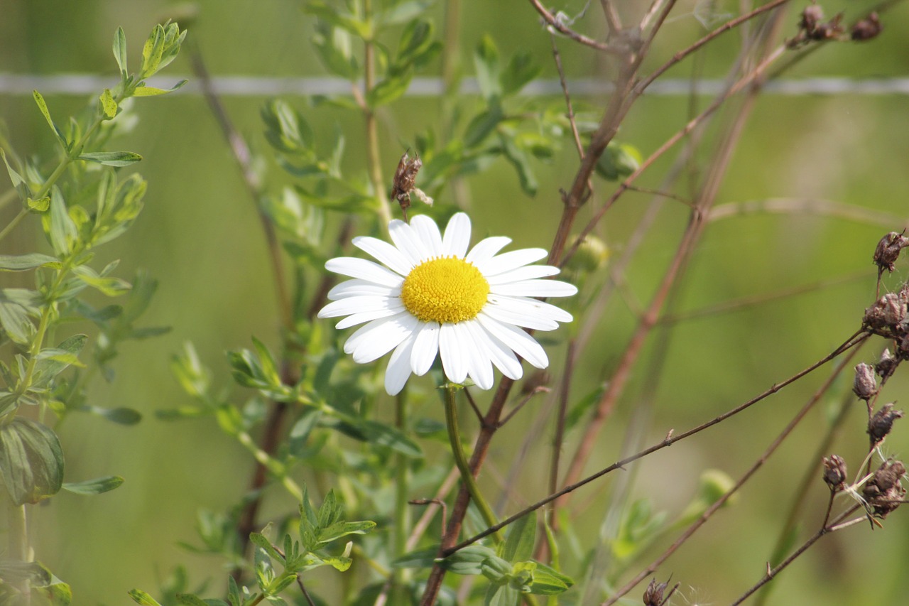 margaritte meadow nature free photo