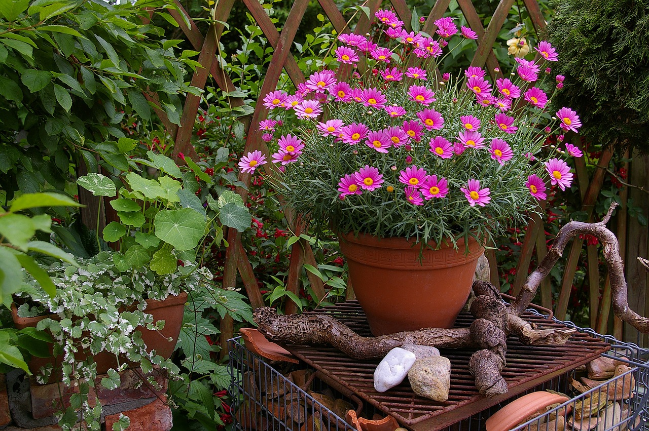 margaritte flowerpot terracotta free photo
