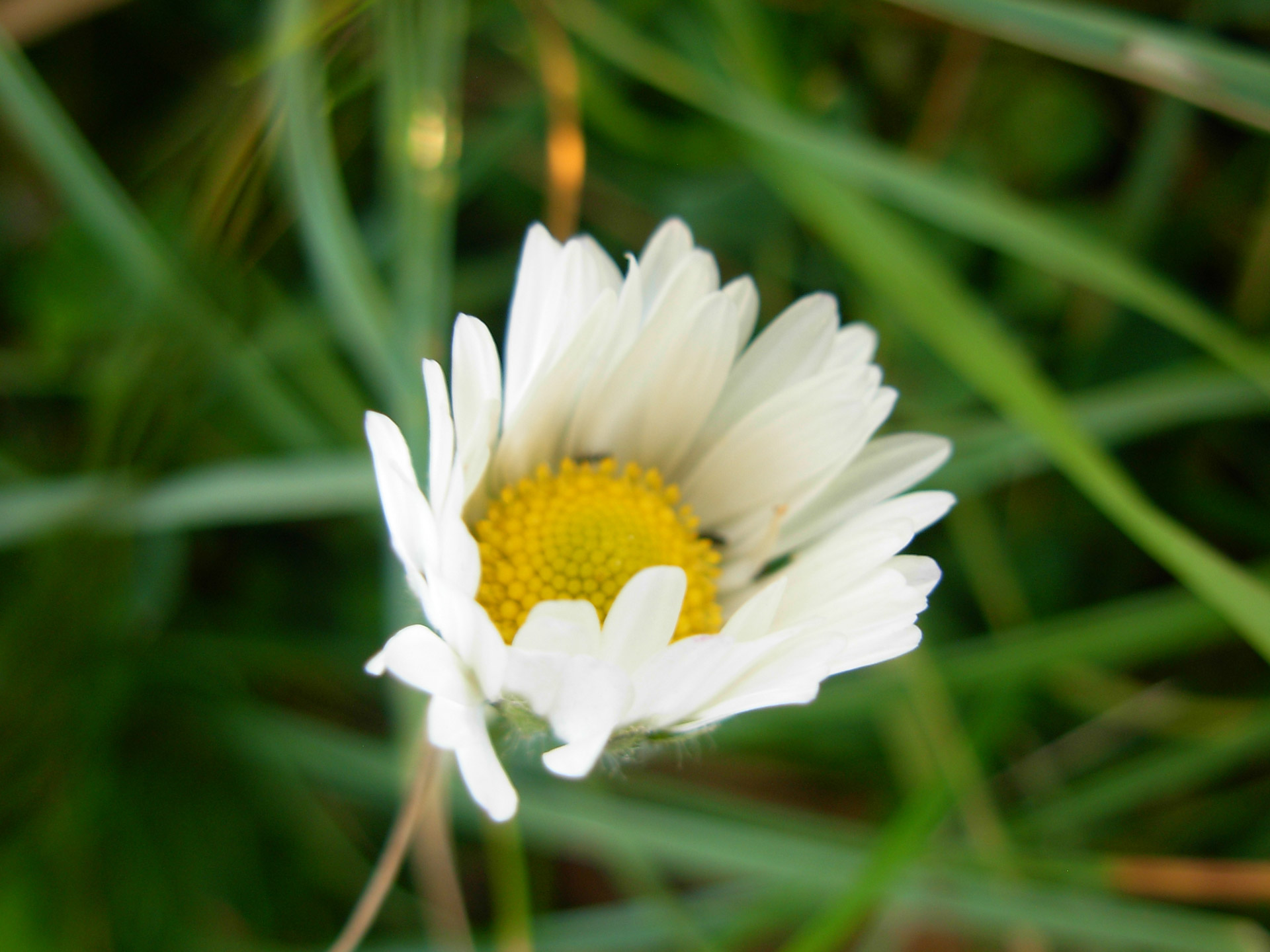 Download free photo of Nature,winter,flowers,daisy,daisy - from needpix.com...