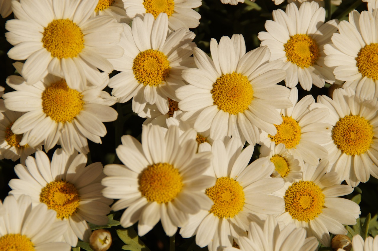 margheriten daisies flowers free photo