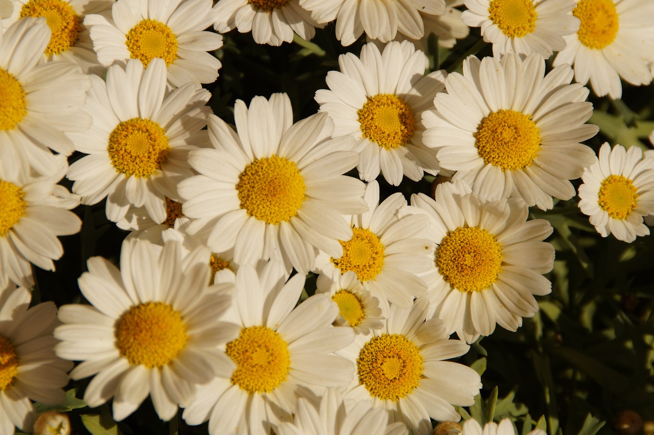 margheriten daisies flowers free photo