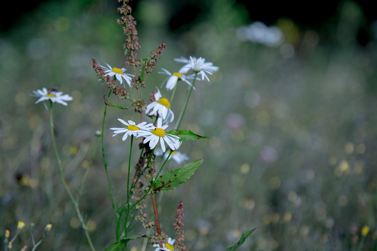 margin renon daisy summer free photo